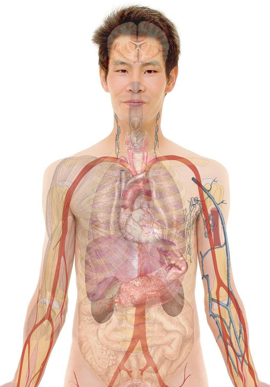 anatomy learning